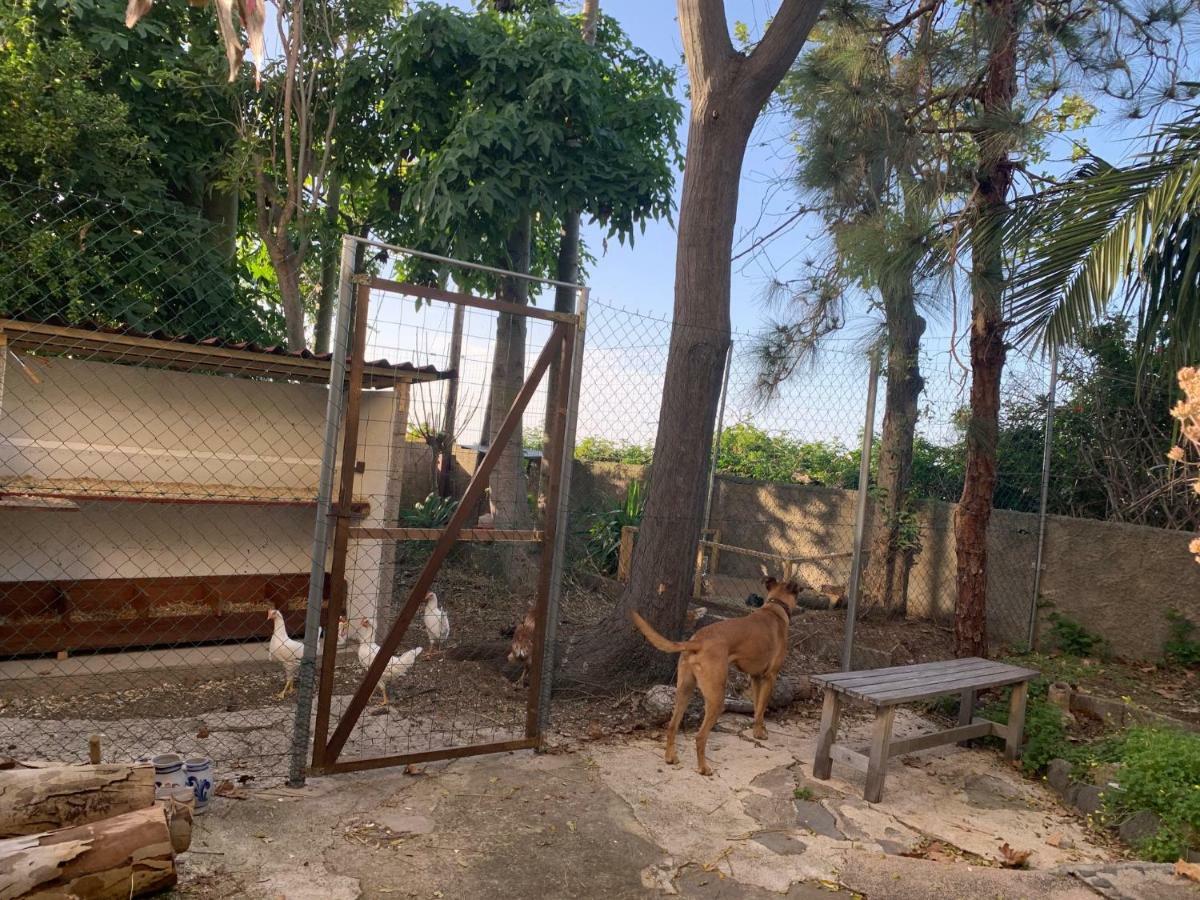 Ferienwohnung Finca Monica La Matanza De Acentejo Zewnętrze zdjęcie