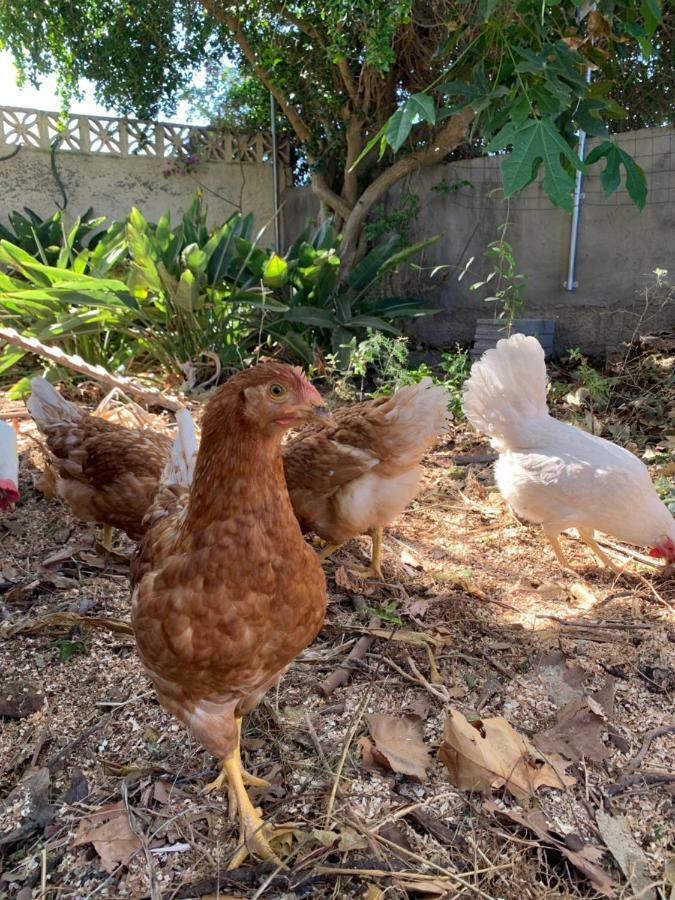 Ferienwohnung Finca Monica La Matanza De Acentejo Zewnętrze zdjęcie